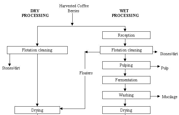 Worker sorting through freshly harvested coffee cherries during the production process.