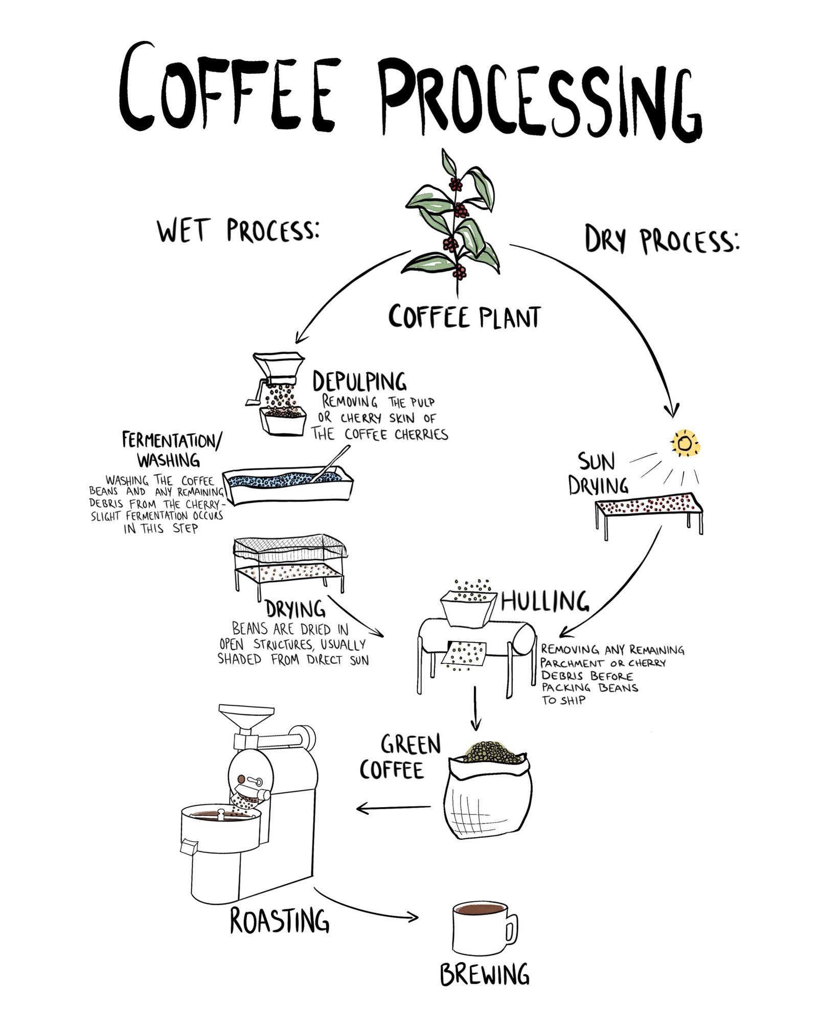 Essential tools for coffee processing including a harvesting basket and a depulping machine.