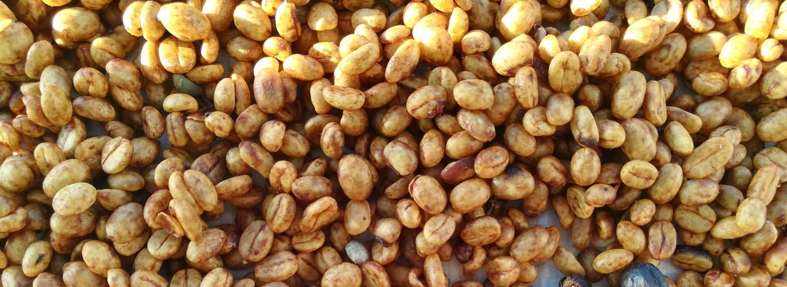 Dried green and roasted natural processed coffee beans arranged on a wooden table.