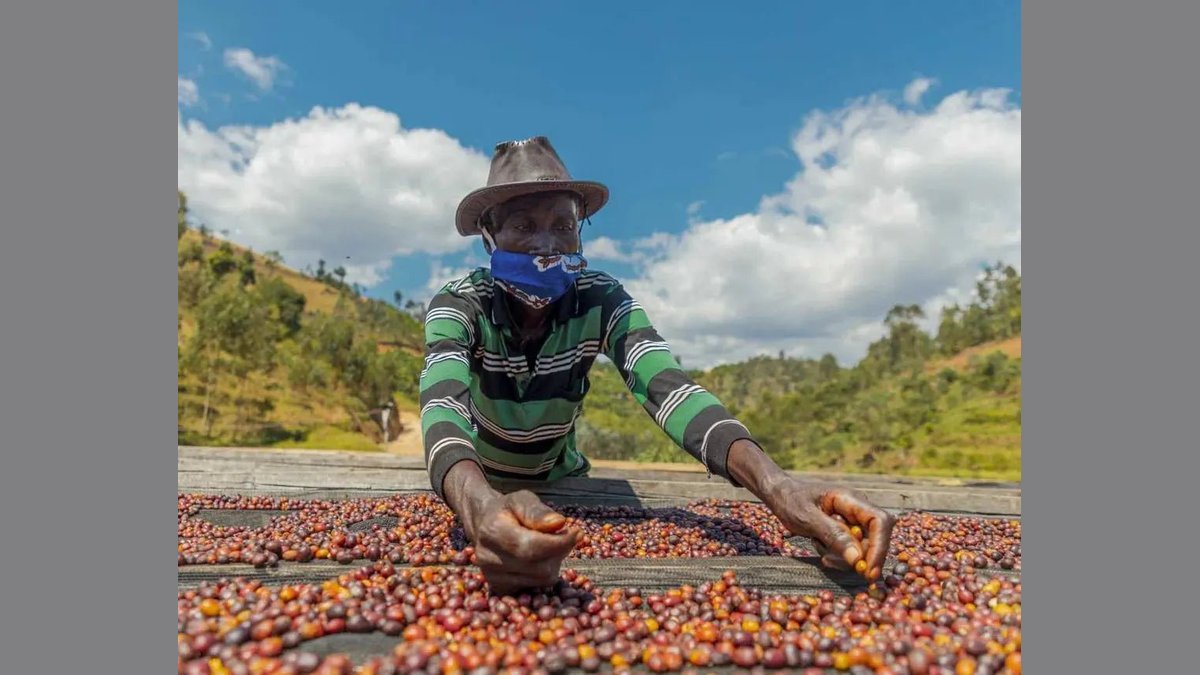 Four varieties of coffee beans arranged on a wooden table for processing comparison.
