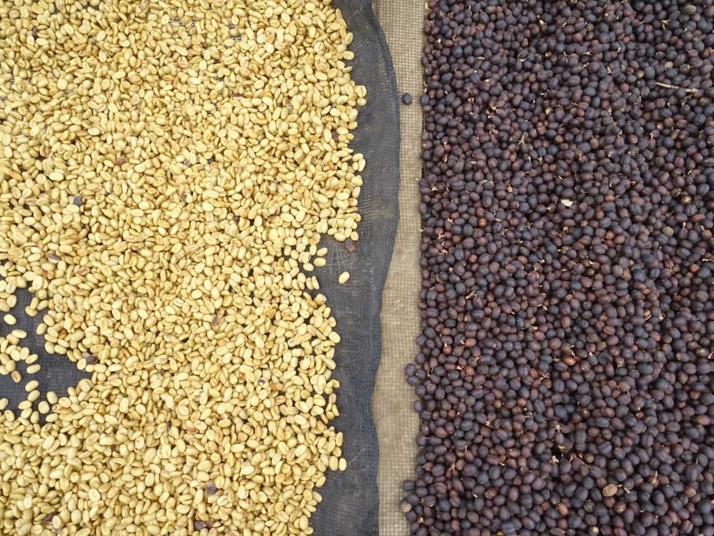 Two cups of coffee showing the visual differences between washed and natural coffee processing.