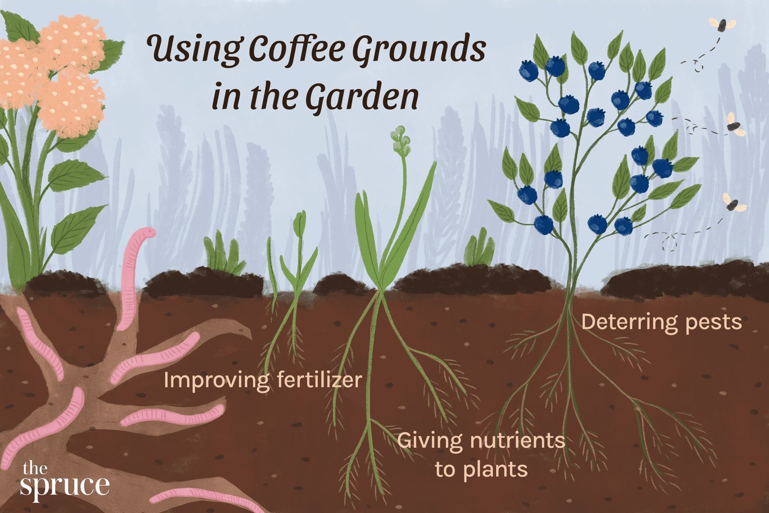 Gardener applying coffee grind as natural fertilizer to a blooming hydrangea plant.