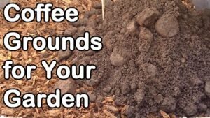 A variety of coffee grounds arranged neatly on a wooden table for coffee grounds meaning analysis.