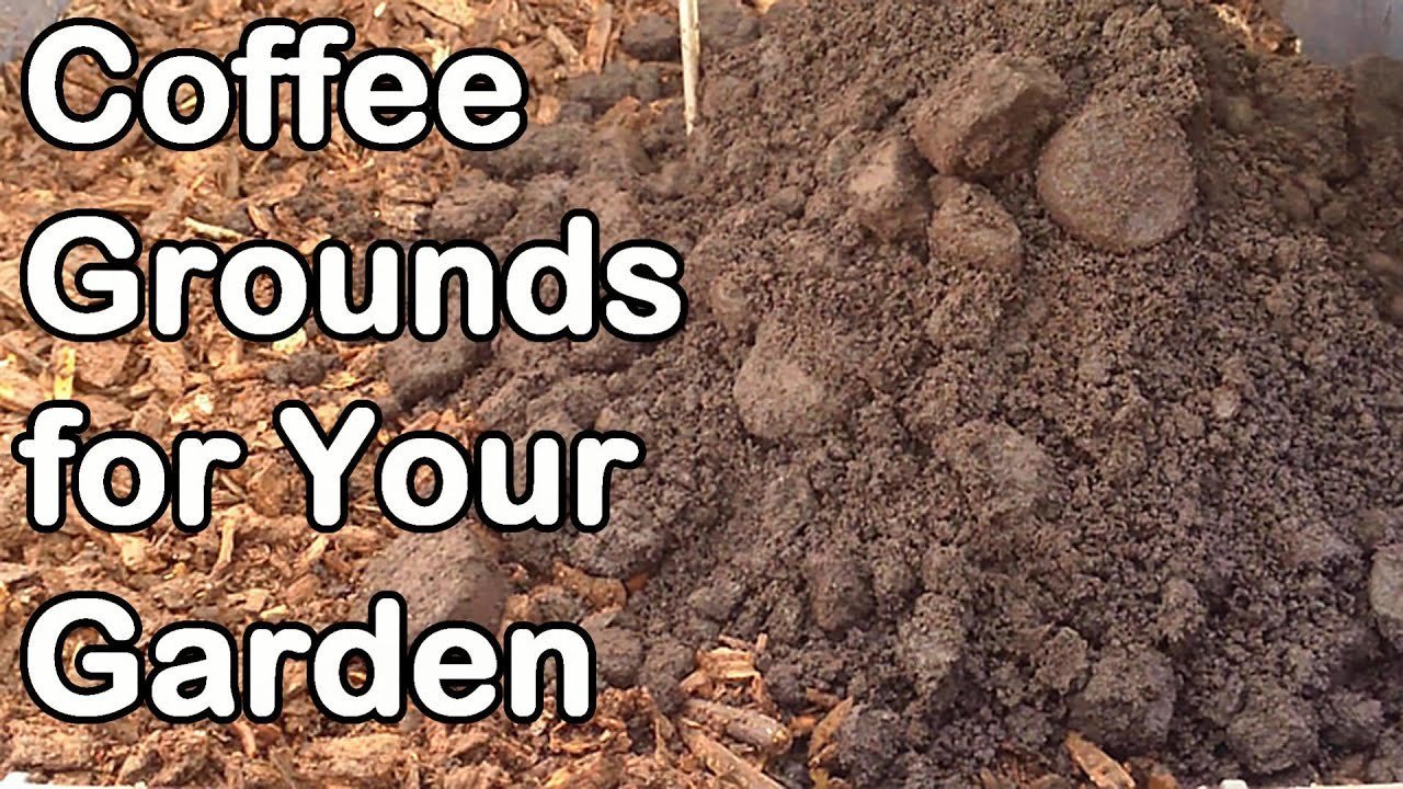 A variety of coffee grounds arranged neatly on a wooden table for coffee grounds meaning analysis.