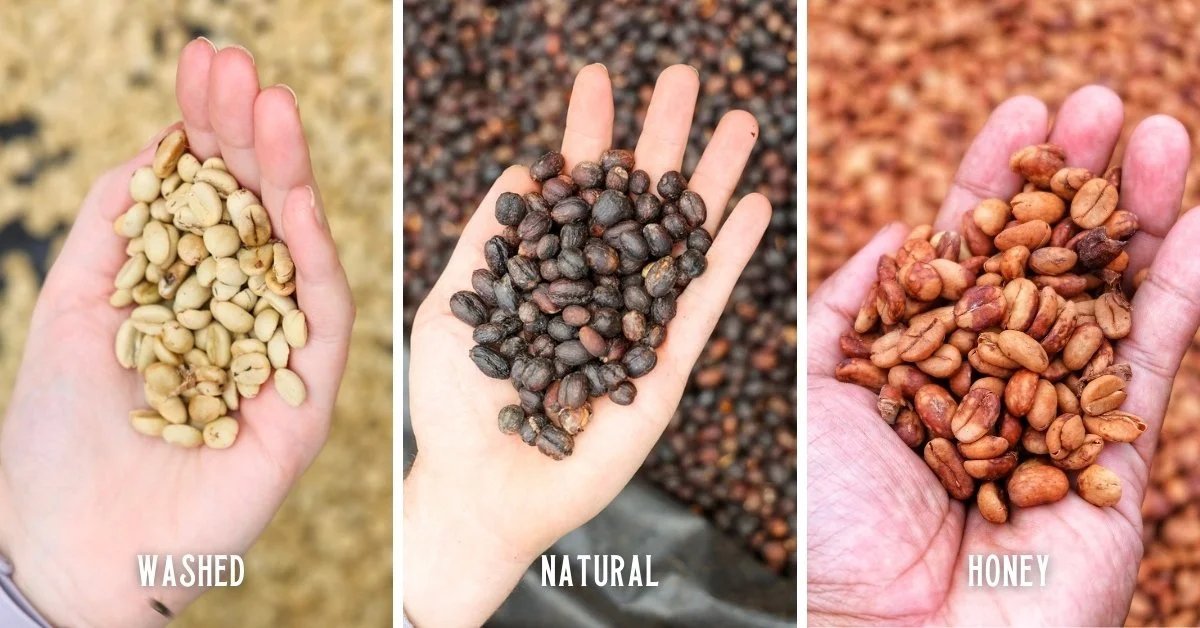 Coffee cherries drying on a bed next to washed coffee beans.