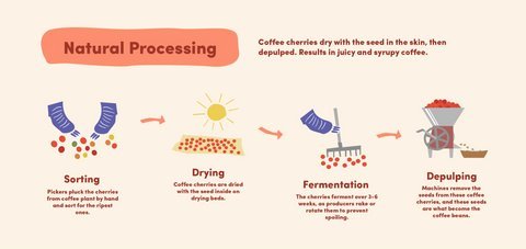 A clean setup of coffee brewing equipment for answering common coffee process questions.