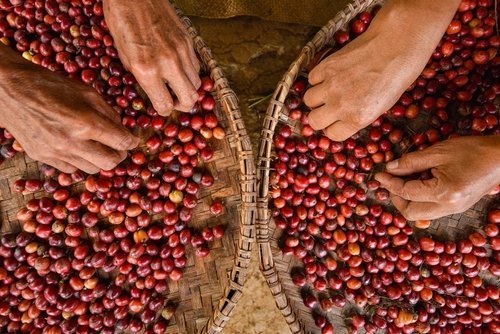 An artisanal collection of raw and roasted coffee beans for the coffee process.